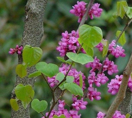 紫荊花植株