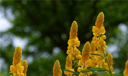 翅莢決明植株