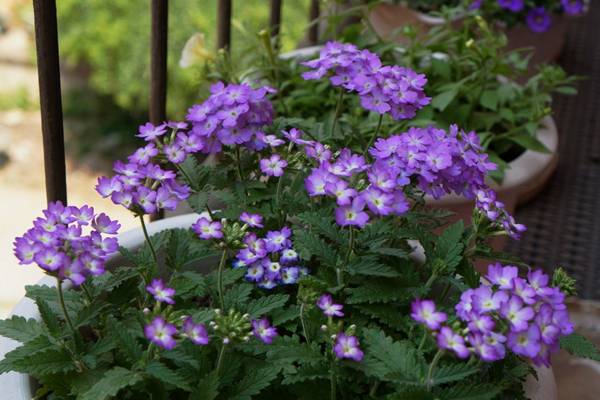 美女櫻開(kāi)花特性及花期特點(diǎn)