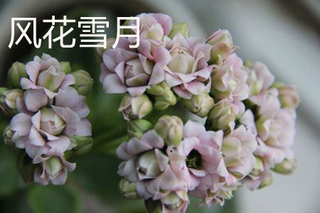 風(fēng)花雪月