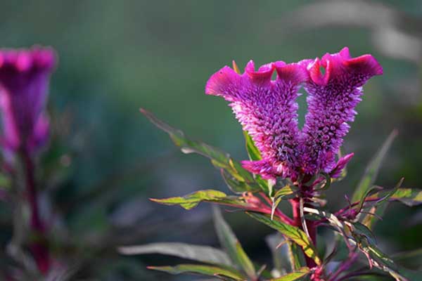 雞冠花怎么澆水