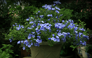 藍(lán)雪花植株