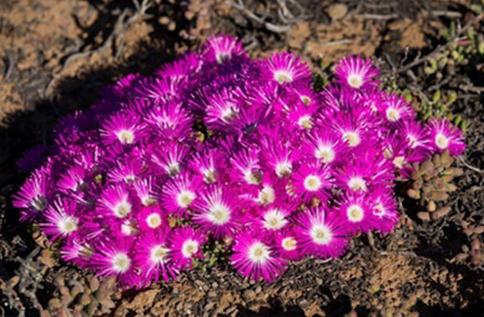 Meyerophytum meyeri：冰糕，番杏科碧光環(huán)屬。