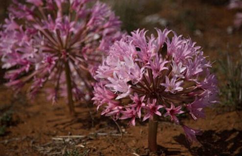 Brunsvigia bosmaniae：南非燈臺花