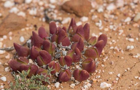 Gibbaeum gibbosum：碧鮫