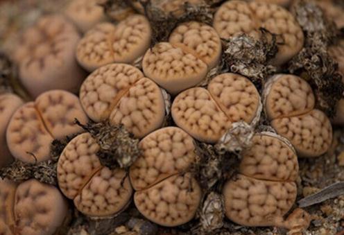 Lithops karasmontana：花紋玉