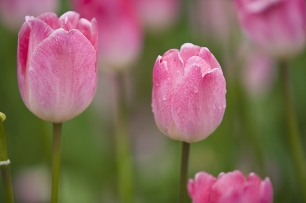 粉色郁金香花語