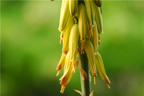 蘆薈開(kāi)花代表著什么