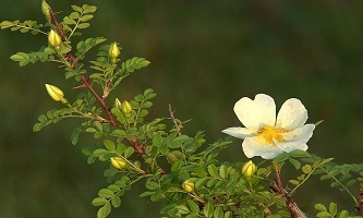 棠棣花植株