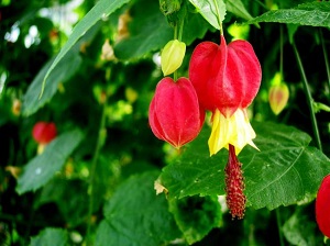 蔓性風(fēng)鈴花開花