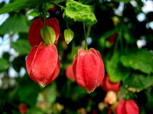 蔓性風(fēng)鈴花植株