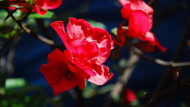 杜鵑花為什么不開(kāi)花