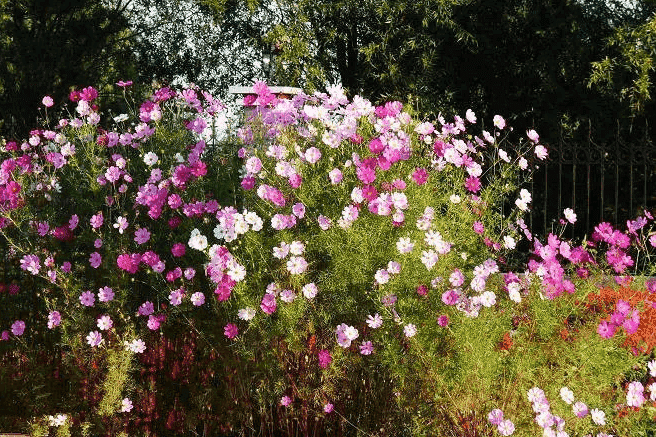 波斯菊