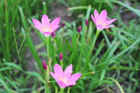 風雨蘭花