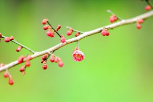 盆栽梅花怎么澆水