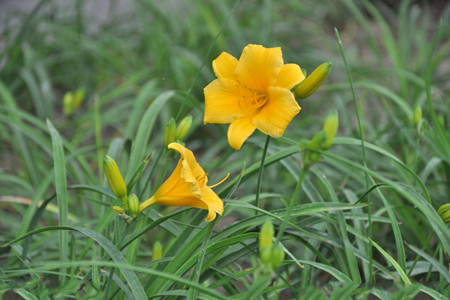 小黃花菜的圖片