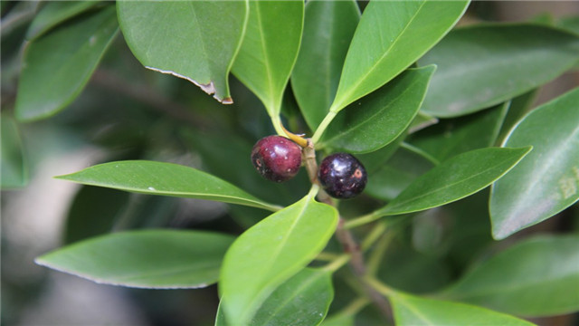 榕樹(shù)葉子發(fā)黃怎么辦