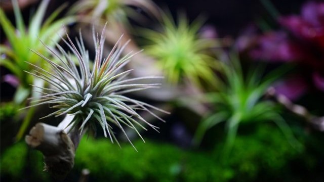 空氣鳳梨葉子發(fā)黃怎么辦