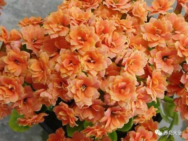  長壽花 養(yǎng) 花 大 全