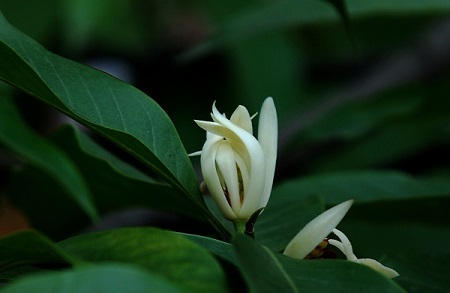 黃桷蘭植株