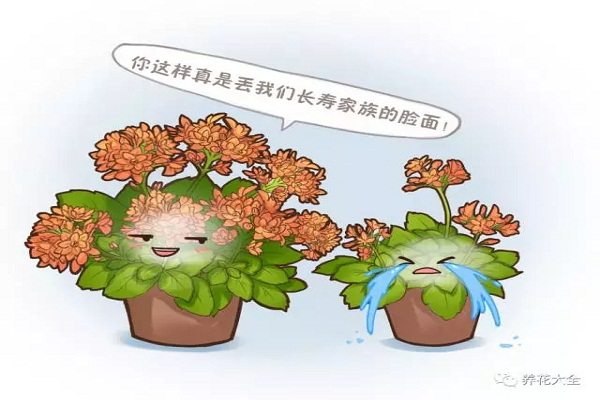 學(xué)了這幾招，長壽能開大半年，花比葉子都多！