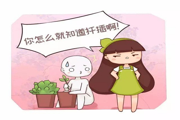 君子蘭吊蘭長小芽，直接摘下來就能活！