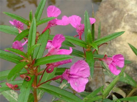 鳳仙花植株