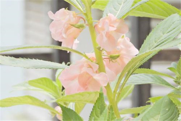 鳳仙花夏季如何養(yǎng)護？