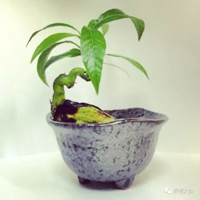 小芒果樹