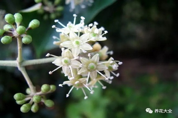 發(fā)財樹文竹…花開滿樹，果子壓彎枝，竟然這么容易！