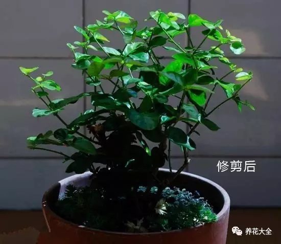 茉莉花修剪