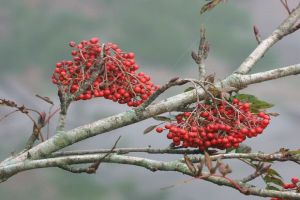 花楸怎么種植？