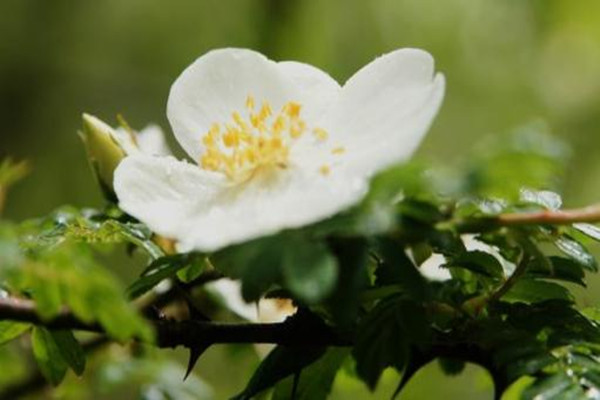 峨眉薔薇的病蟲(chóng)害防治