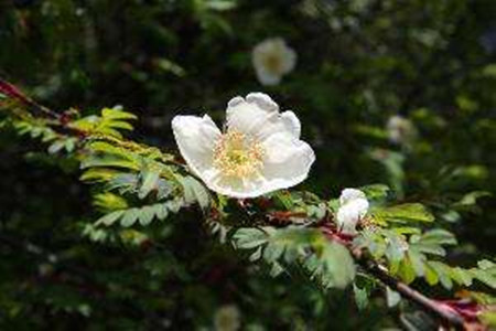 峨眉薔薇的花朵