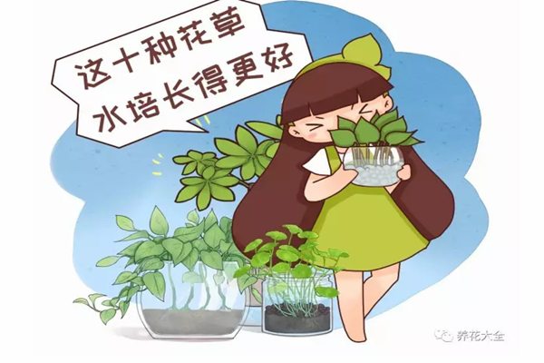 這10種花草水培長得更好，別傻到只會土養(yǎng)了！