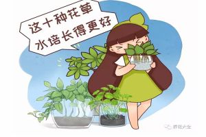 這10種花草水培長得更好，別傻到只會土養(yǎng)了！