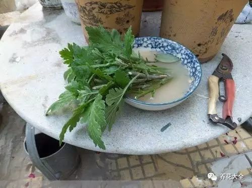 菊花很容易扦插，現(xiàn)在扦插成功率很高。選擇未曾育蕾開花的健康嫩枝，只保留頂端的2、3片葉子，其他的全部去除。