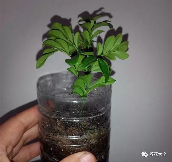 準(zhǔn)備10 cm左右的插條，把下半部分的葉子摘掉。插進(jìn)裝有干凈沙子的塑料瓶，澆透水。