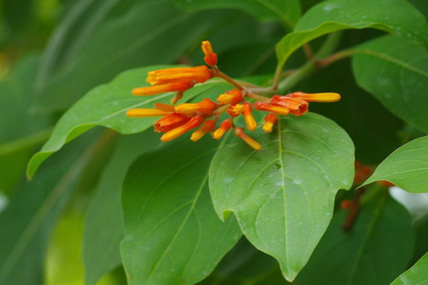 希茉莉常見(jiàn)病害及其防治方法