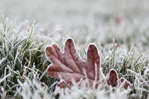 花卉凍傷怎么辦，這樣做枝葉受損也能成活！