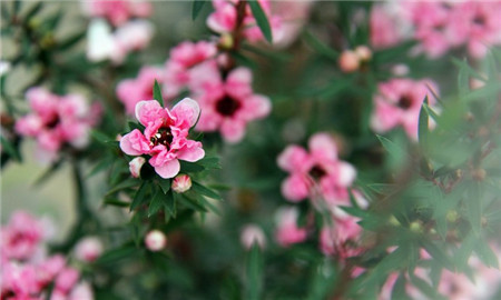 松紅梅葉子干枯——施肥過量