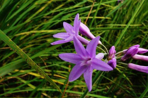 紫嬌花常見(jiàn)病害及防治方法