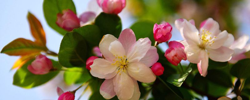 網購海棠花苗怎么不發(fā)芽