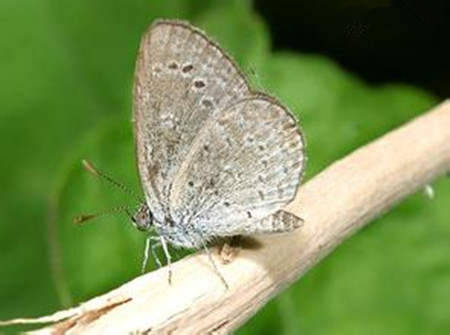 美葉鳳尾蕉