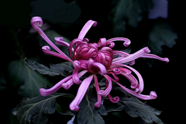 獨本菊的種植方法