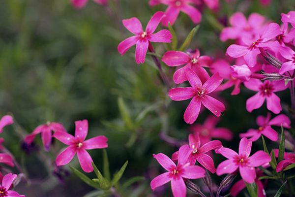 芝櫻怎么播種