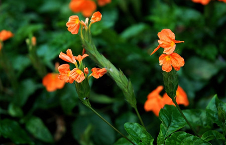 鳥尾花