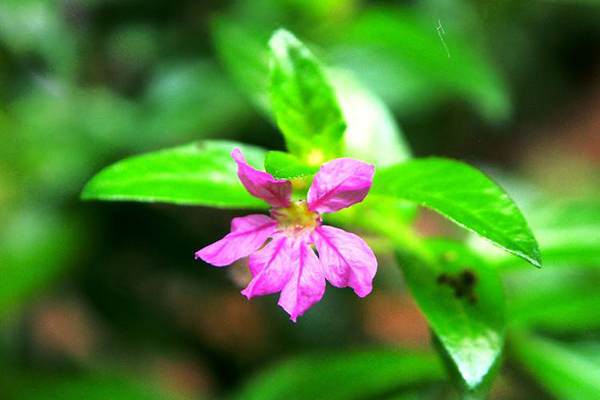 紫萼距花不開(kāi)花怎么辦