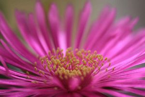 龍須海棠不開(kāi)花怎么辦