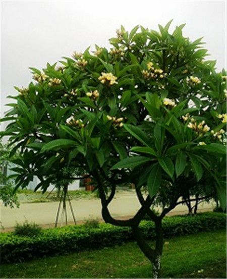 雞蛋花樹(shù)